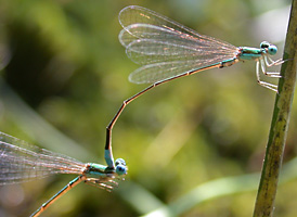 Sphagnum Sprite